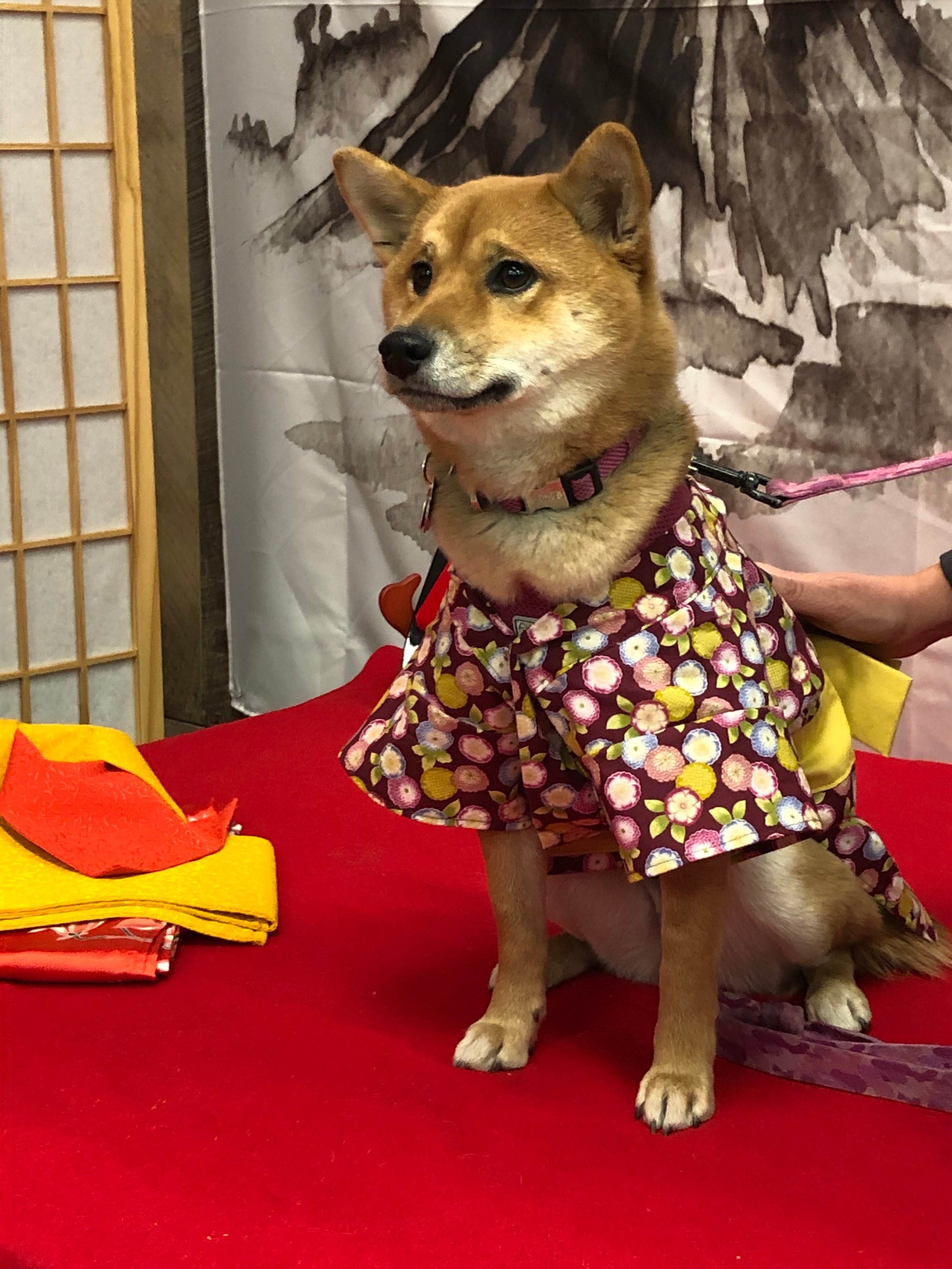 Shibainu Festival November 16 2019 Consulate General Of